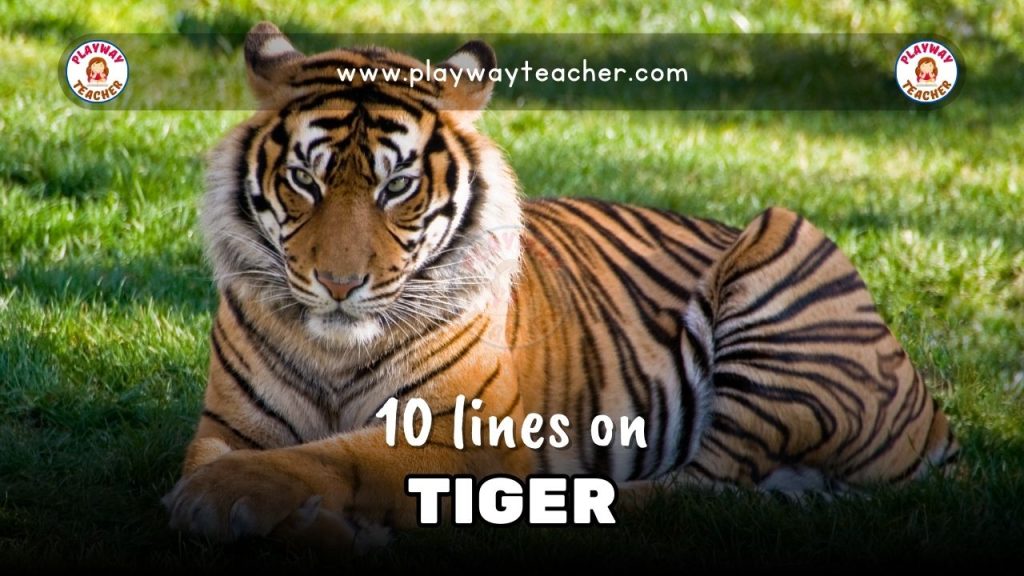 Lines On Tiger Playway Teacher