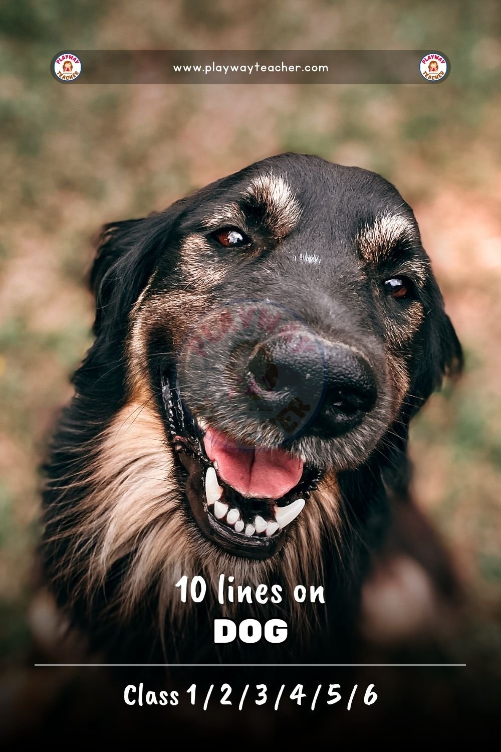10 lines on dog playwayteacher
