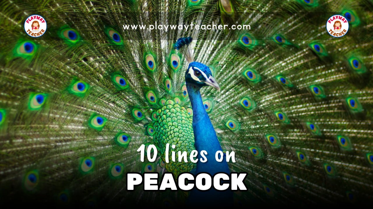 10 Lines On Peacock - Playway Teacher